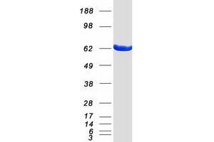 Validation with Western Blot