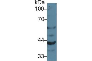 Detection of GRN in Mouse Kidney lysate using Polyclonal Antibody to Granulin (GRN) (Granulin anticorps  (AA 31-269))