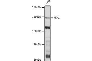 Western blot analysis of extracts of LO2 cells, using RFX1 antibody (ABIN7269905) at 1:1000 dilution.