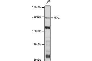Western blot analysis of extracts of LO2 cells, using RFX1 antibody (ABIN7269905) at 1:1000 dilution. (RFX1 anticorps  (AA 200-300))