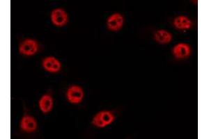 ABIN6274521 staining RAW264. (DUSP22 anticorps  (Internal Region))