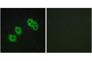 Immunofluorescence analysis of MCF7 cells, using GPR105 Antibody. (P2RY14 anticorps  (AA 146-195))
