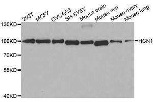 Western blot analysis of extracts of various cell lines, using HCN1 antibody. (HCN1 anticorps)
