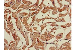 Immunohistochemistry of paraffin-embedded human heart tissue using ABIN7159692 at dilution of 1:100 (APOOL anticorps  (AA 163-268))