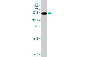 Western Blot detection against Immunogen (36.