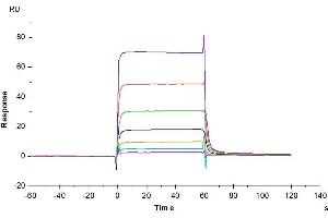 Human PD-L1, hFc Tag captured on CM5 Chip via Protein A can bind Biotinylated Human PD-1, His-Avi Tag with an affinity constant of 2.
