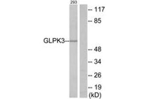Western blot analysis of extracts from 293 cells, using GK3 Antibody. (Glycerol Kinase anticorps  (AA 21-70))