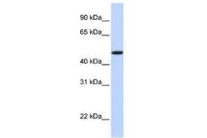 Image no. 1 for anti-Erythropoietin Receptor (EPOR) (N-Term) antibody (ABIN6740862) (EPOR anticorps  (N-Term))