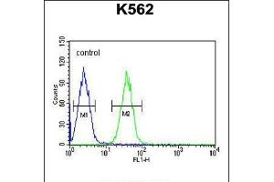 Flow cytometric analysis of K562 cells (right histogram) compared to a negative control cell (left histogram). (EFHC2 anticorps  (N-Term))