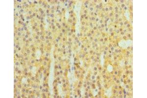 Immunohistochemistry of paraffin-embedded human adrenal gland tissue using ABIN7148380 at dilution of 1:100 (Complement Factor B anticorps  (AA 26-751))