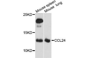 Western blot analysis of extracts of various cell lines, using CCL24 antibody (ABIN1871517) at 1:3000 dilution. (CCL24 anticorps)
