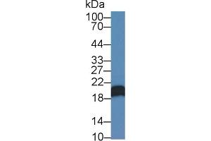 Detection of CNPY2 in Human MCF7 cell lysate using Polyclonal Antibody to Canopy 2 Homolog (CNPY2)
