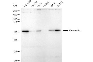 anti-Vitronectin (VTN) antibody