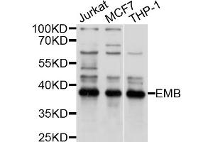 Western blot analysis of extracts of various cell lines, using EMB antibody (ABIN4903570) at 1:1000 dilution. (Embigin anticorps)