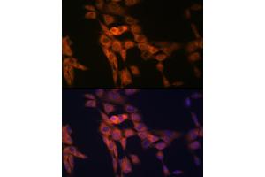 Immunofluorescence analysis of NIH-3T3 cells using TWEAKR/Fn14/CD266 Rabbit mAb (ABIN7271064) at dilution of 1:100 (40x lens). (TNFRSF12A anticorps)