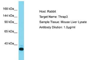 Host: Rabbit Target Name: THRAP3 Sample Tissue: Mouse Liver Antibody Dilution: 1ug/ml (THRAP3 anticorps  (N-Term))