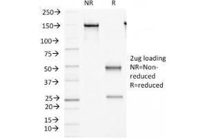 SDS-PAGE Analysis of Purified, BSA-Free FAT2 Antibody (clone 8C5). (FAT Atypical Cadherin 2 (FAT2) anticorps)