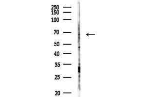 Western blot analysis of lysates from PC12 cells(LPS 4h treatment), using NCF2 Antibody at 1/1000 dilution.