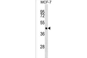 EIF4A3 Antibody (C-term) (ABIN1537085 and ABIN2838327) western blot analysis in MCF-7 cell line lysates (35 μg/lane). (EIF4A3 anticorps  (C-Term))