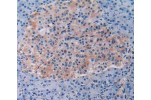 IHC-P analysis of Human Pancreas Tissue, with DAB staining. (Beclin 1 anticorps  (AA 1-273))