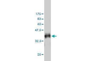 Western Blot detection against Immunogen (36.