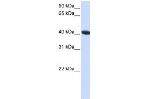 WB Suggested Anti-C1orf159 Antibody Titration:  0. (C1orf159 anticorps  (C-Term))