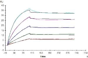 Human Klotho full length, His Tag captured on CM5 Chip via anti-His antibody can bind Human FGF21, mFc Tag with an affinity constant of 0.