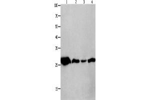 Western Blotting (WB) image for anti-14-3-3 theta (YWHAQ) antibody (ABIN2426259) (14-3-3 theta anticorps)