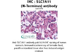 Image no. 1 for anti-Solute Carrier Family 7, (Cationic Amino Acid Transporter, Y+ System) Member 11 (SLC7A11) (N-Term) antibody (ABIN1739415)