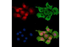 ABIN7096477 and ABIN7100541 staining HepG2 cells by IF/ICC.