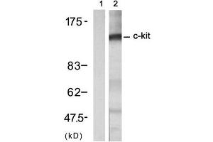 Western blot analysis of extract from A431 cell treated with EGF (200ng/ml, 30min), using c-Kit (Ab-721) Antibody (E021232, Lane 1 and 2). (KIT anticorps)