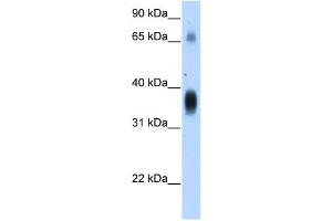 WB Suggested Anti-NOV Antibody Titration:  1. (NOV anticorps  (Middle Region))