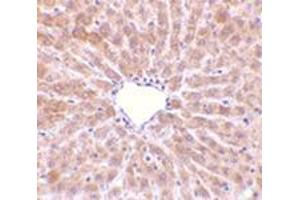 Immunohistochemistry of TIP47 in rat liver tissue with this product at 10 μg/ml. (PLIN3 anticorps  (C-Term))