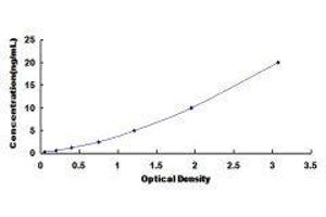 Neutrophil Cytosol Factor 1 (NCF1) ELISA Kit
