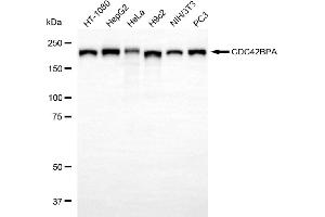 Western blotting analysis using CDC42BPA antibody (ABIN7797991). (CDC42BPA anticorps)