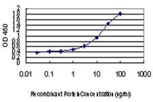 anti-Flavin Reductase (BLVRB) (AA 107-206) antibody