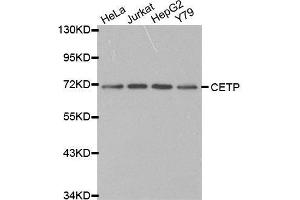 Western blot analysis of extracts of various cell lines, using CETP antibody. (CETP anticorps  (AA 300-493))