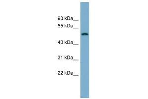 MFRP antibody used at 1 ug/ml to detect target protein.