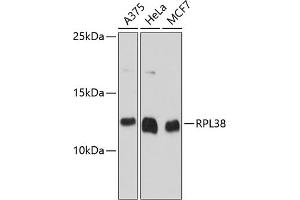 Western blot analysis of extracts of various cell lines, using RPL38 antibody (ABIN6133114, ABIN6147143, ABIN6147144 and ABIN6215604) at 1:3000 dilution. (RPL38 anticorps  (AA 1-70))