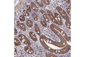 Immunohistochemical staining of human duodenum with LSM5 polyclonal antibody ( Cat # PAB28019 ) shows strong granular cytoplasmic positivity in glandular cells. (LSM5 anticorps)
