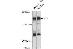 Western blot analysis of extracts of various cell lines, using MTUS2 Rabbit pAb (ABIN7268536) at 1:1000 dilution. (CAZIP anticorps  (AA 49-348))