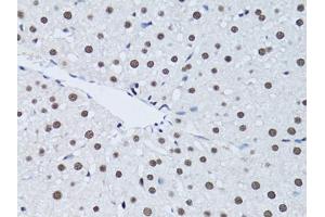 Immunohistochemistry of paraffin-embedded rat liver using PCNA antibody (ABIN1874056) at dilution of 1:100 (40x lens). (PCNA anticorps)