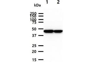 The cell lysates (40ug) were resolved by SDS-PAGE, transferred to PVDF membrane and probed with anti-human CKMT1A antibody (1:1000). (CKMT1A anticorps)