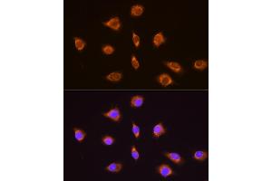 Immunofluorescence analysis of L929 cells using TRH Rabbit pAb (ABIN7270826) at dilution of 1:100.