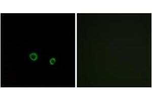 Immunofluorescence (IF) image for anti-Taste Receptor, Type 2, Member 10 (TAS2R10) (AA 122-171) antibody (ABIN2891089) (TAS2R10 anticorps  (AA 122-171))