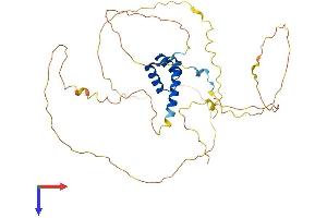 AlphaFold protein structure predicition of Human Recombinant HOXA2 Protein, UniprotID O43364