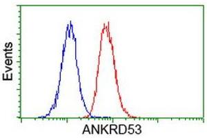 Image no. 4 for anti-Ankyrin Repeat Domain 53 (ANKRD53) (AA 1-300) antibody (ABIN1490722) (ANKRD53 anticorps  (AA 1-300))
