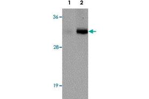Western blot analysis of VENTX in mouse brain tissue lysate with VENTX polyclonal antibody  at (1) 1 and (2) 2 ug/mL.
