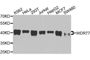 Western blot analysis of extracts of various cells, using WDR77 antibody. (WDR77 anticorps)