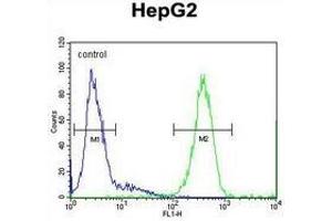 Flow cytometric analysis of HepG2 cells (right histogram) compared to a negative control cell (left histogram) using  SOHLH1 / TEB2  Antibody (N-term), followed by FITC-conjugated goat-anti-rabbit secondary antibodies. (SOHLH1 anticorps  (N-Term))